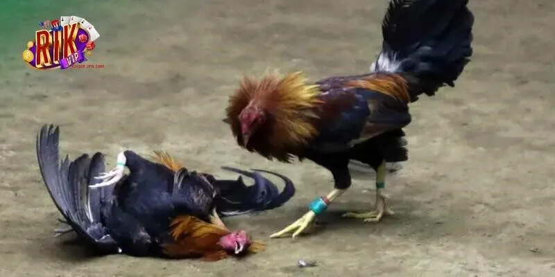 Đa dạng các hình thức nên thử, đảm bảo chất lượng