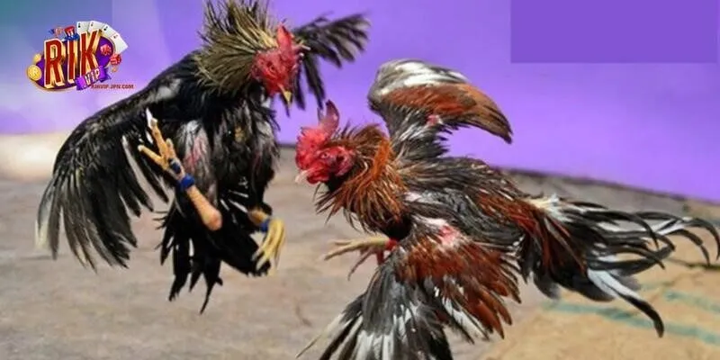 4 tips chơi đá gà sảnh WS168